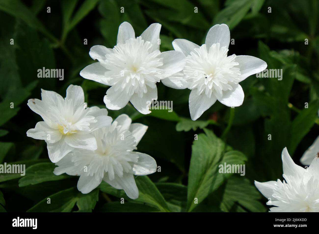 Weiße Doppelholzanemone Ô VestalÕ in Blüte Stockfoto