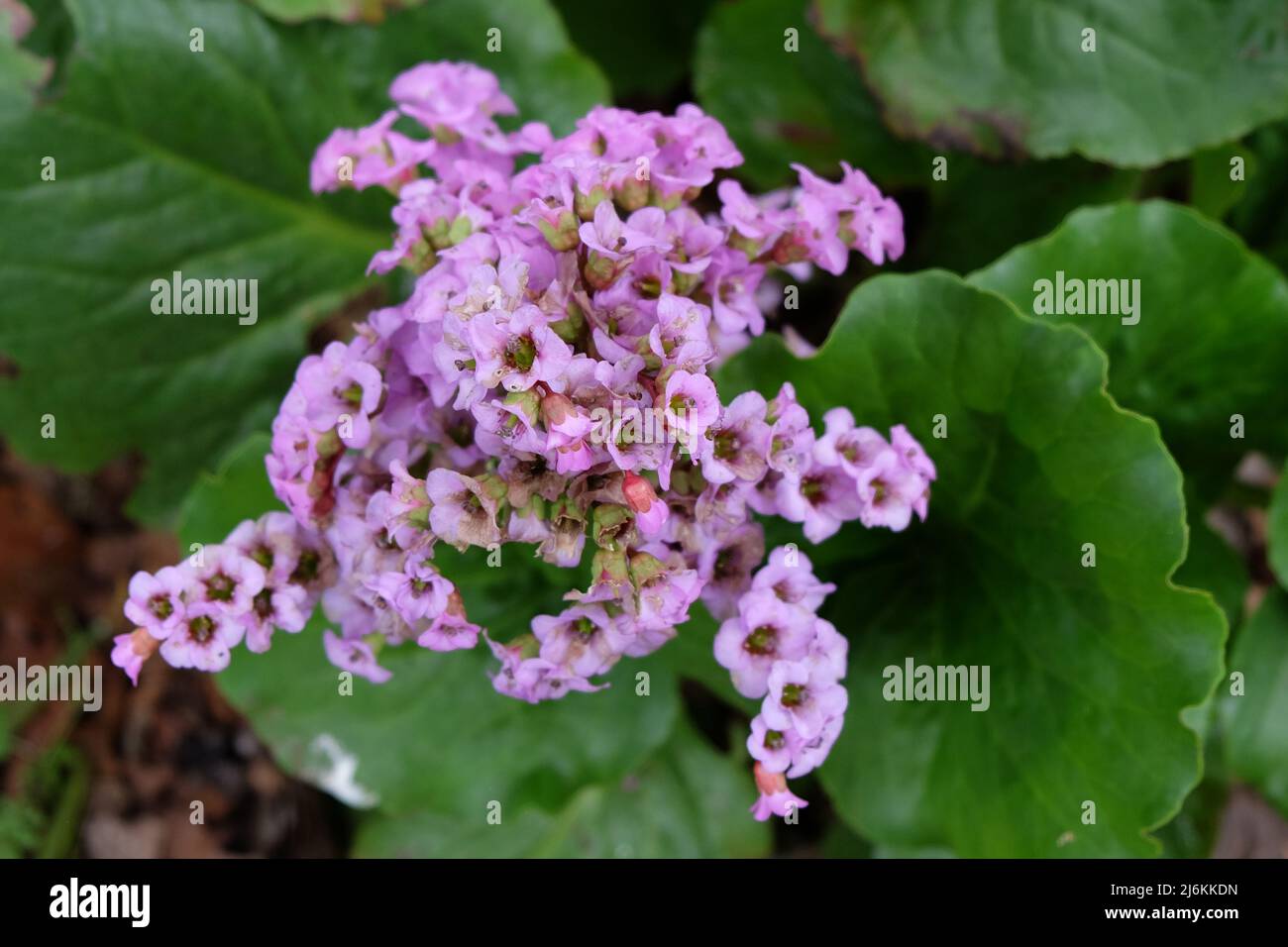 Herzblatt Bergenie in Blüte. Stockfoto
