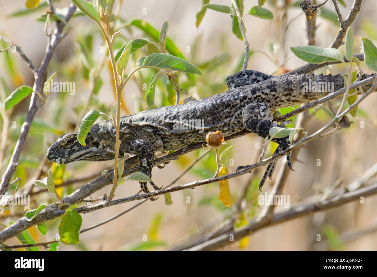 Mexiko; Baja California Sur; El Sargento; Rancho Sur, Ctenosaura hemilopha, Baja California Stachelschwanziguan Stockfoto