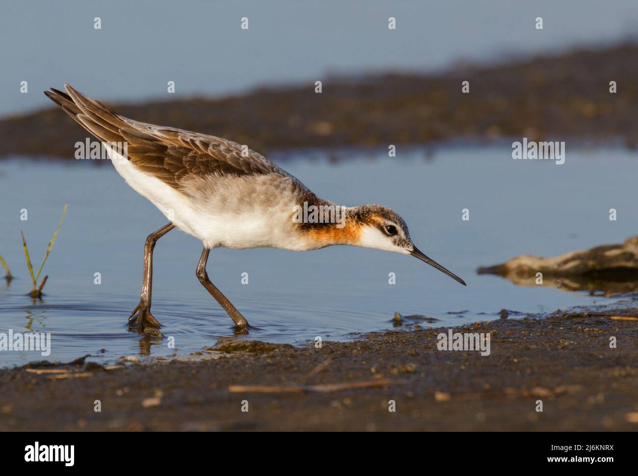 Wilsons Phalarop (Phalaropus tricolor) füttert während der Migration am Gezeitenmarsch, Galveston, Texas, USA. Stockfoto