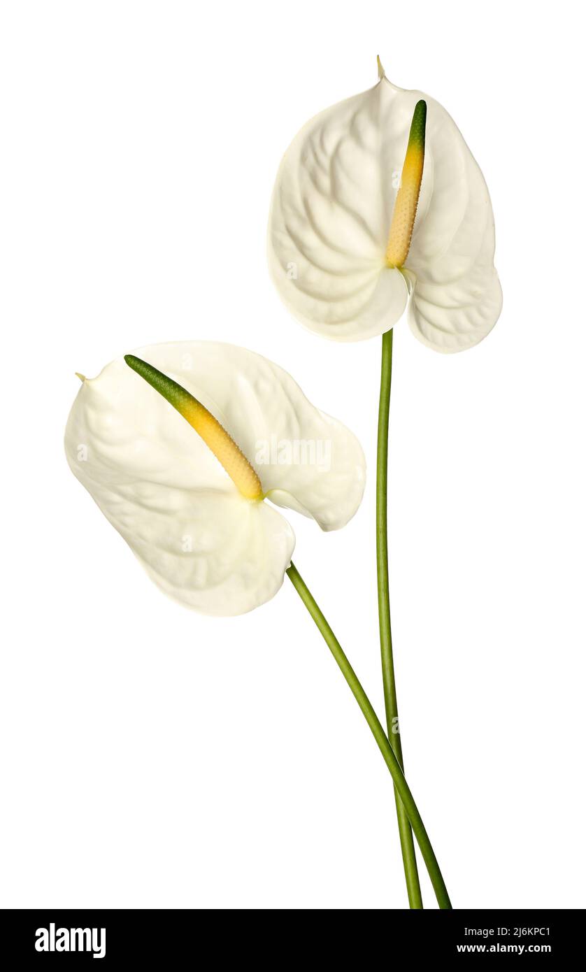 Schöne Anthurium Blumen auf weißem Hintergrund Stockfoto