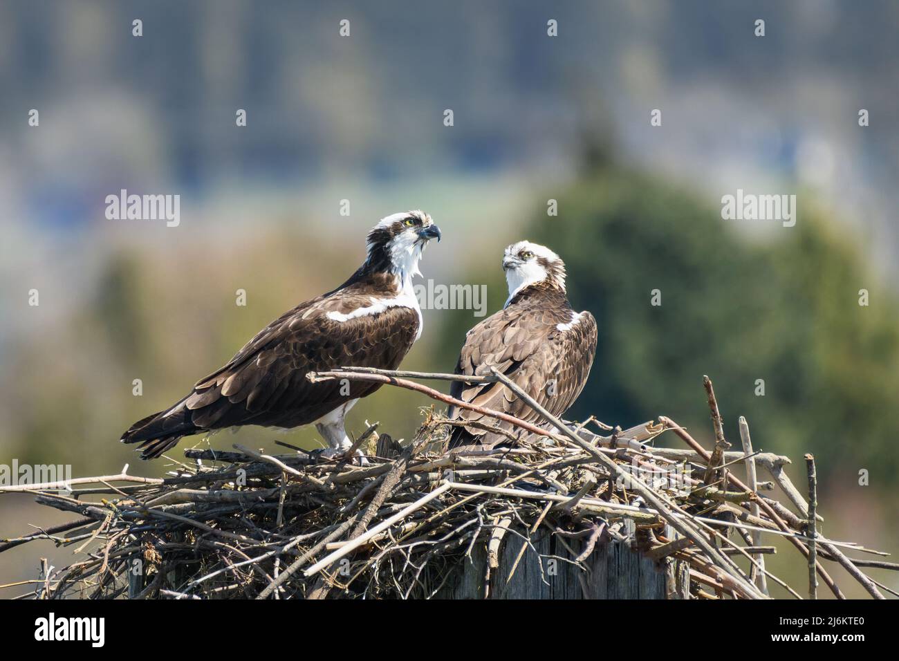 Ein Paar brütende Fischadler auf ihrem Nest von Stöcken Stockfoto
