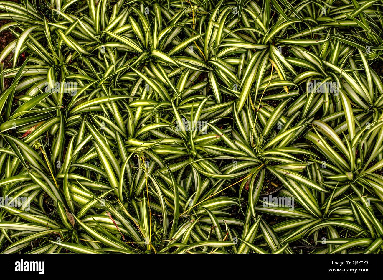 Farbiger Hintergrund des gewöhnlichen chlorophytum mit weiß-grünen hängenden Blättern, die eng auf dem Rasen angeordnet sind Stockfoto