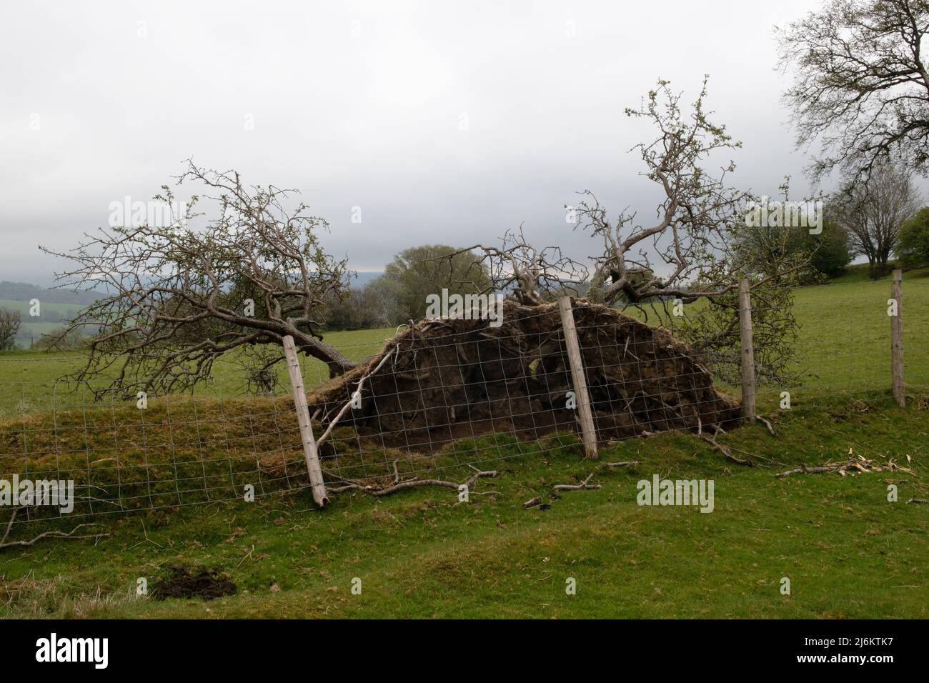 Ein Sturm fällte Bäume auf dem Pant-y-llyn Hill in der Nähe von Builth Wells, Powys, Wales Stockfoto