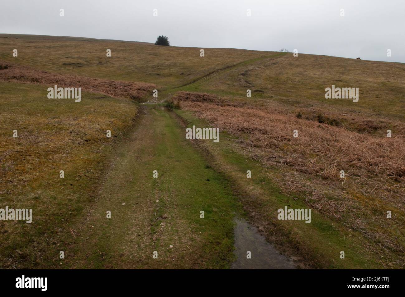 Der Wye Valley Way, zwischen Builth Wells und Boughrood, Powys, Wales, Großbritannien Stockfoto