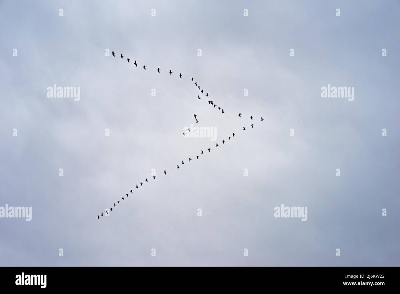 Wandergänse in V-Formation über den Norfolk Skies Stockfoto