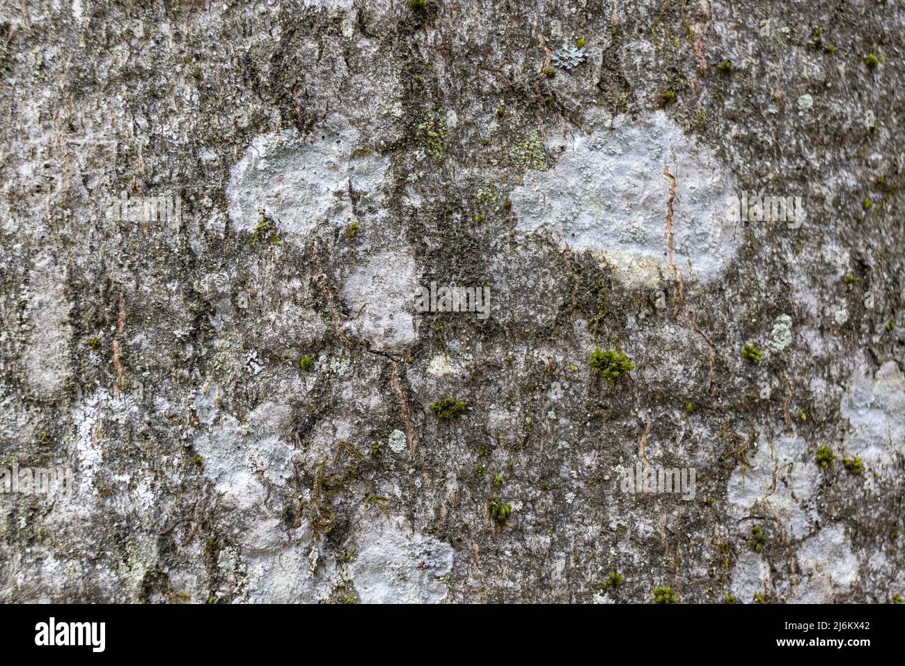 Nahaufnahme Textur von grauer Buchenrinde mit weißen Flechten, Makrobild-Hintergrund mit geringem Kontrast und geringer Sättigung Stockfoto
