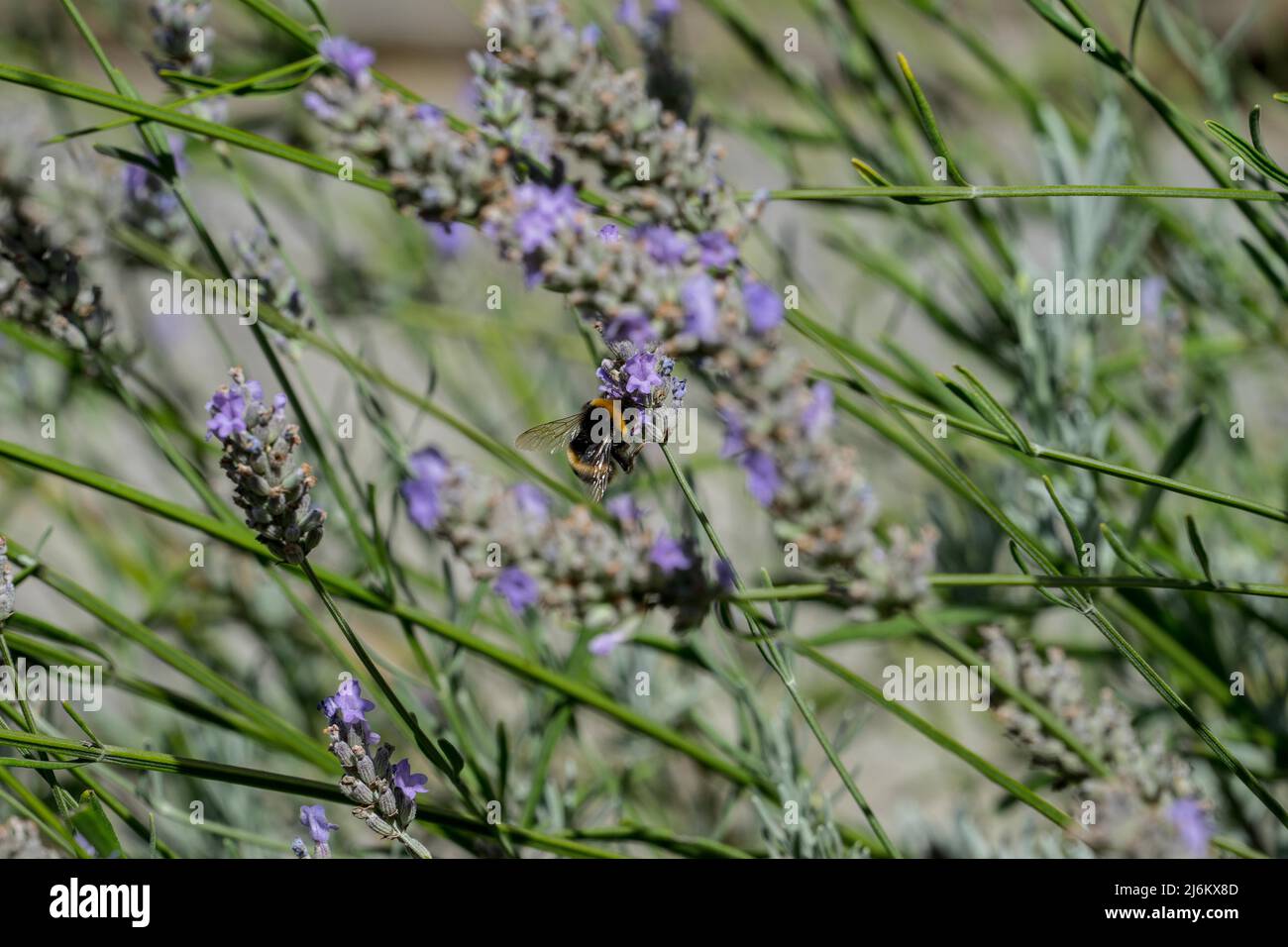 Honigbiene auf Lavendelpflanze in einem englischen Garten Stockfoto