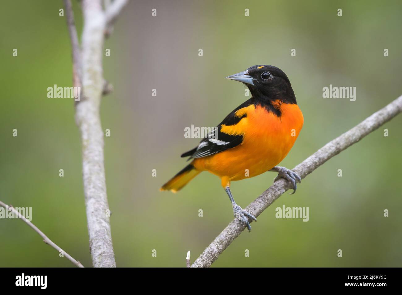 Männlicher Baltimore Oriole thront auf einem Baumzweig mit grünem Hintergrund Stockfoto