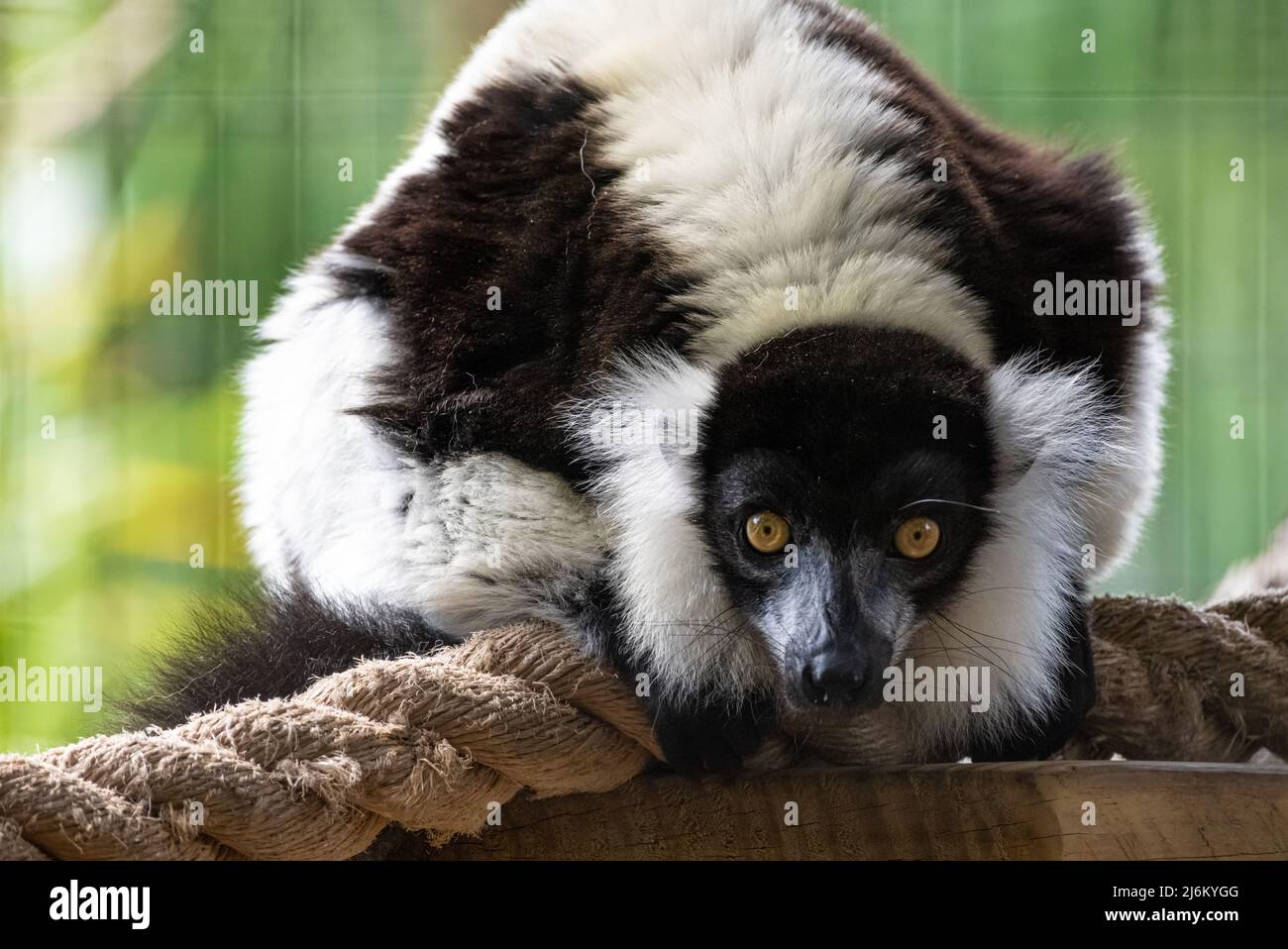 Schwarz-weißer, geraffter Lemur (Varecia variegata), eine vom Aussterben bedrohte Art aus Madagaskar, auf der St. Augustine Alligator Farm in Florida. (USA) Stockfoto