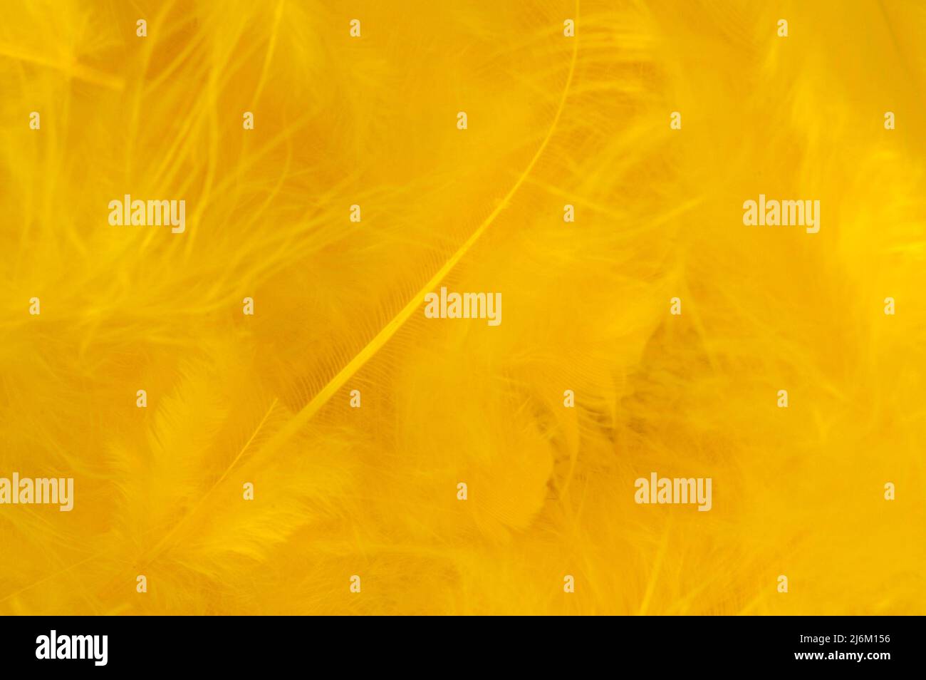 Nahaufnahme der gelben Federn Stockfoto