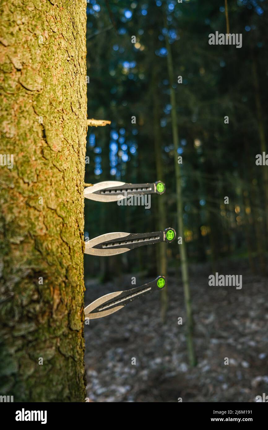 Wurfmesser.Metallmesser zum Werfen in einem Wald. Aktiver Sport im Wald. Sport und Hobby Stockfoto