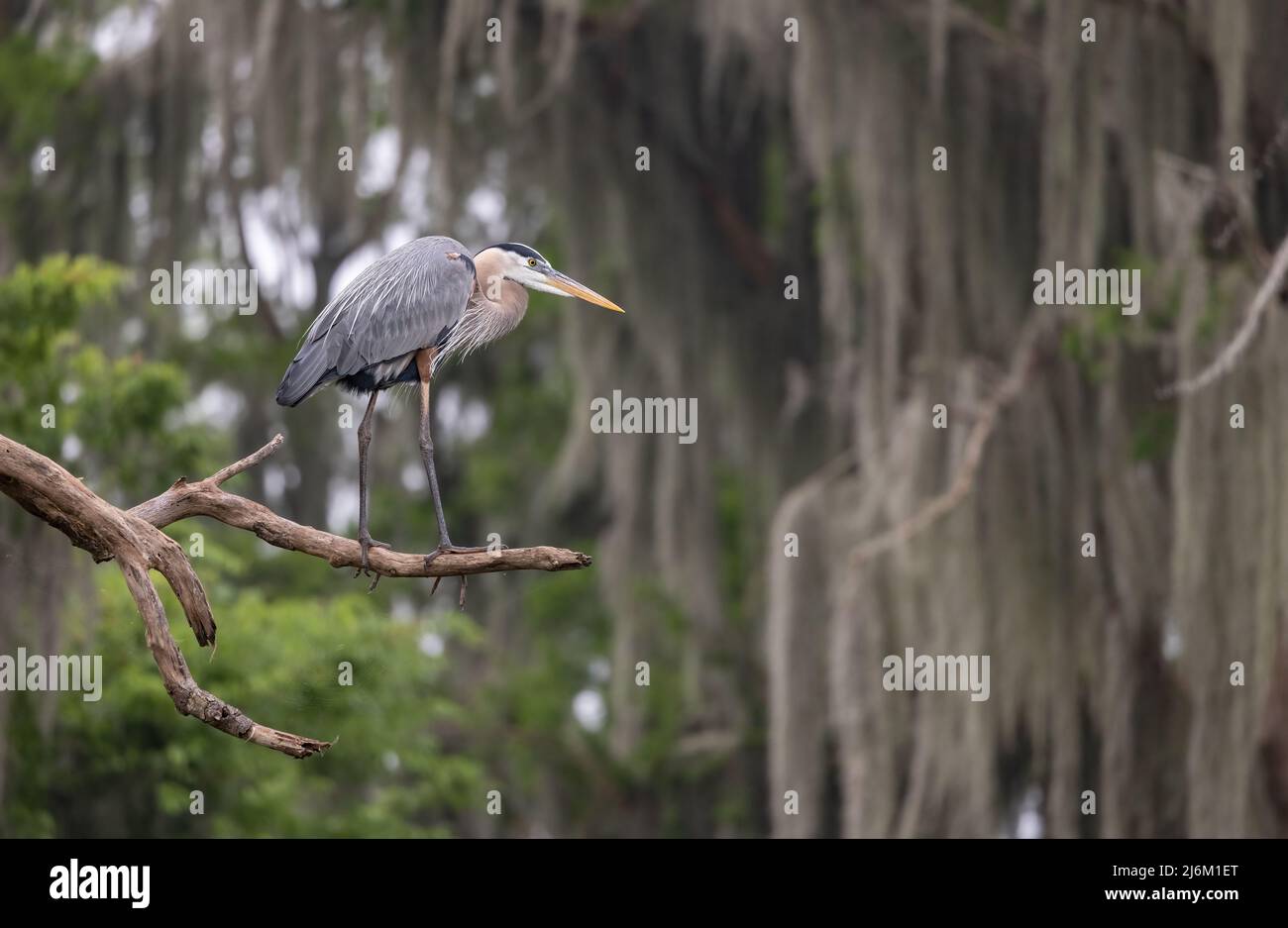 Toller Blaureiher auf der Jagd nach Schlangen und Fischen in Florida Stockfoto