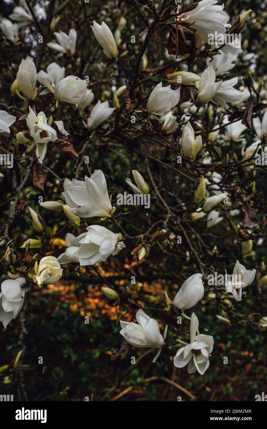 Weiße Magnolienbaumblüten Stockfoto