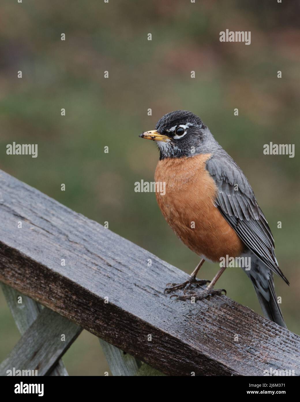 Ein amerikanischer Rotkehlchen (Turdus migratorius) ist aus der Nähe zu sehen, der auf einem hölzernen Gesicht thront. Stockfoto