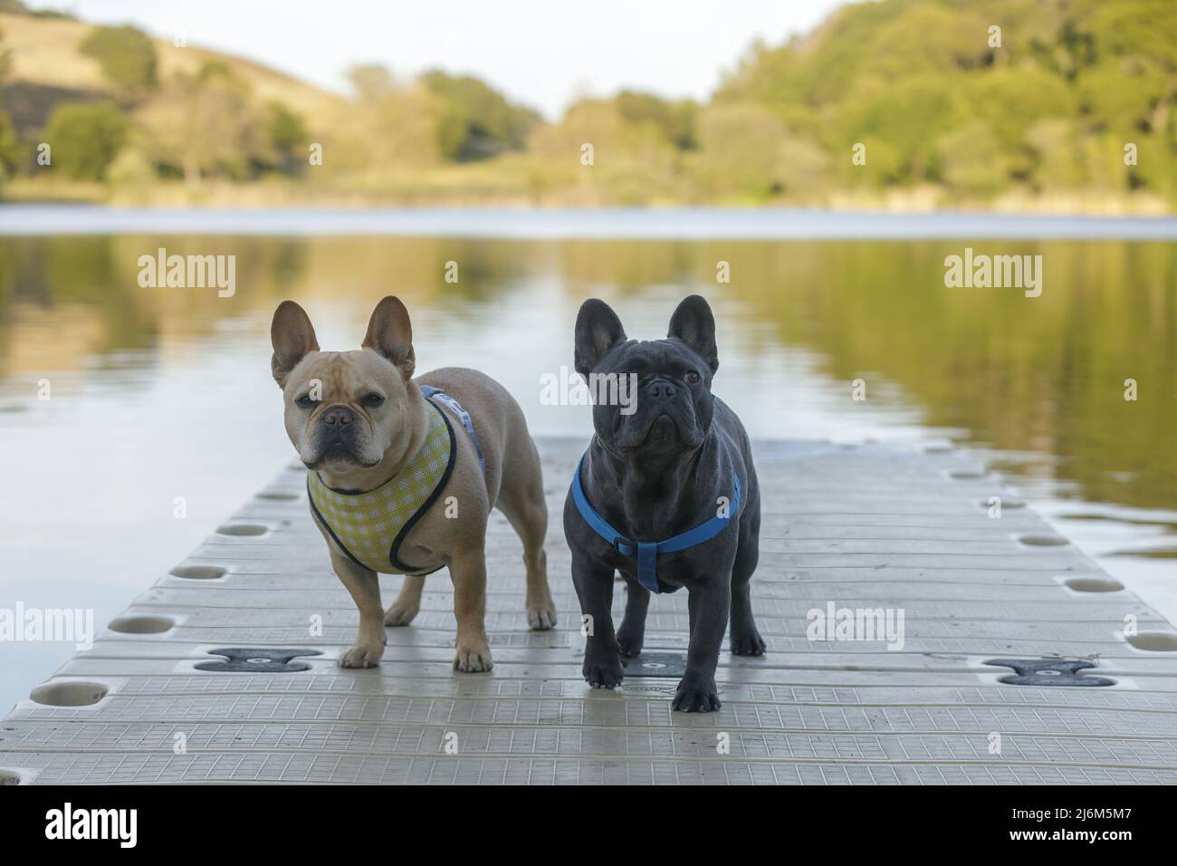 Red Tan und Blue Isabella French Bulldogs stehen am Lake Dock in Nordkalifornien. Stockfoto