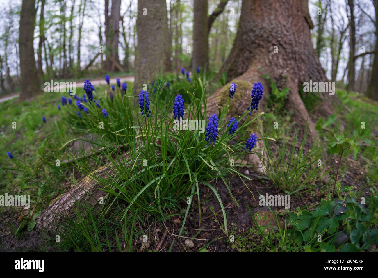 Die ersten Frühlingsblumen (Muscari vernachlässectum) im Wald. Stockfoto