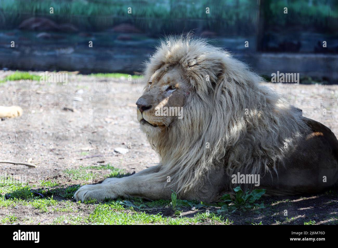 Ein weißer Löwe in einem Gehege. In der Nacht des 13. April 2022 wurden die weißen Löwen Mufasa und Nola aus dem Kharkiv Ecopark in den Odessa Zoo gebracht. Die Löwen waren in einem engen Raum (die Gehäuse wurden durch Beschuss beschädigt), in einem schrecklichen Zustand, erschöpft und gestresst. Aber in 2 Wochen erholten sich Mufasa und Nola schnell - sowohl physisch als auch psychologisch. Am 30. April 2022 fand im Zoo von Odessa das „Festival der Weißen Löwen“ statt, dessen Hauptfiguren die geretteten Charkiw-Löwen waren. Stockfoto