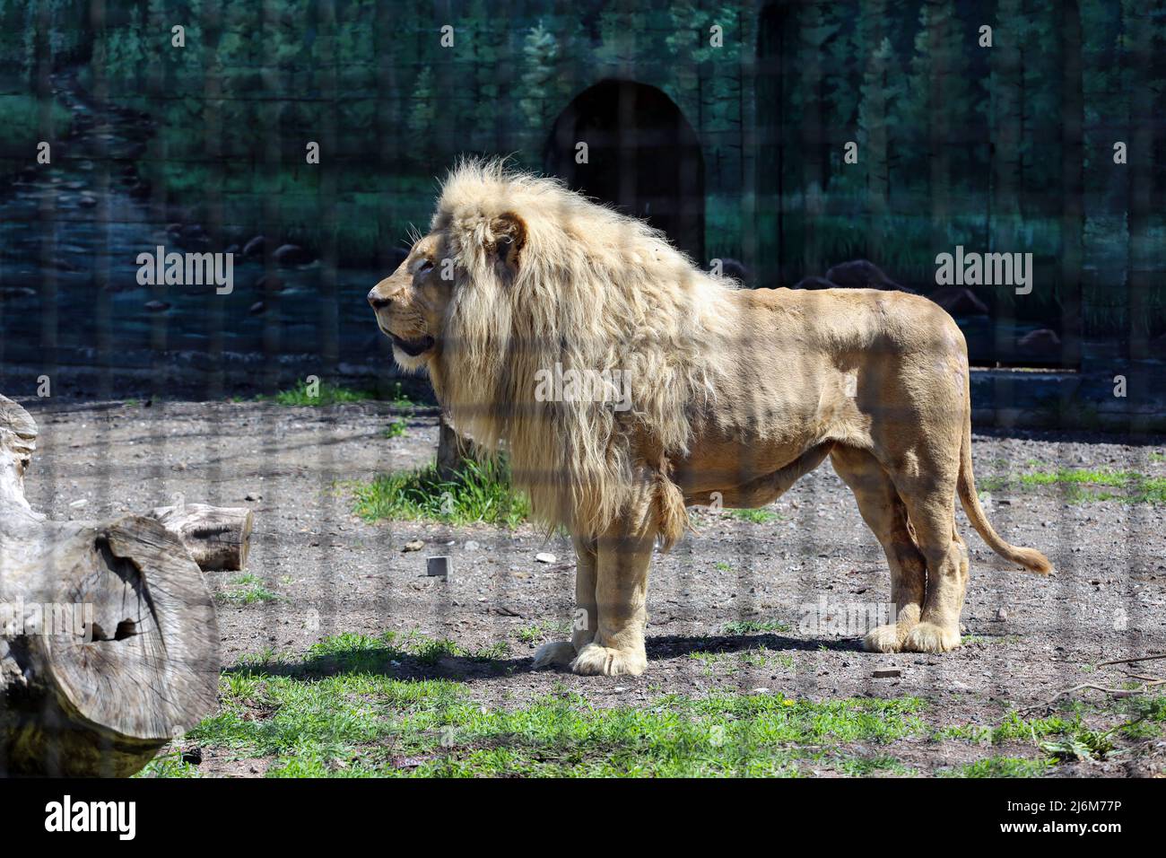 Ein weißer Löwe, der in einem Käfig in einem Zoo gesehen wird. In der Nacht des 13. April 2022 wurden die weißen Löwen Mufasa und Nola aus dem Kharkiv Ecopark in den Odessa Zoo gebracht. Die Löwen waren in einem engen Raum (die Gehäuse wurden durch Beschuss beschädigt), in einem schrecklichen Zustand, erschöpft und gestresst. Aber in 2 Wochen erholten sich Mufasa und Nola schnell - sowohl physisch als auch psychologisch. Am 30. April 2022 fand im Zoo von Odessa das „Festival der Weißen Löwen“ statt, dessen Hauptfiguren die geretteten Charkiw-Löwen waren. Stockfoto