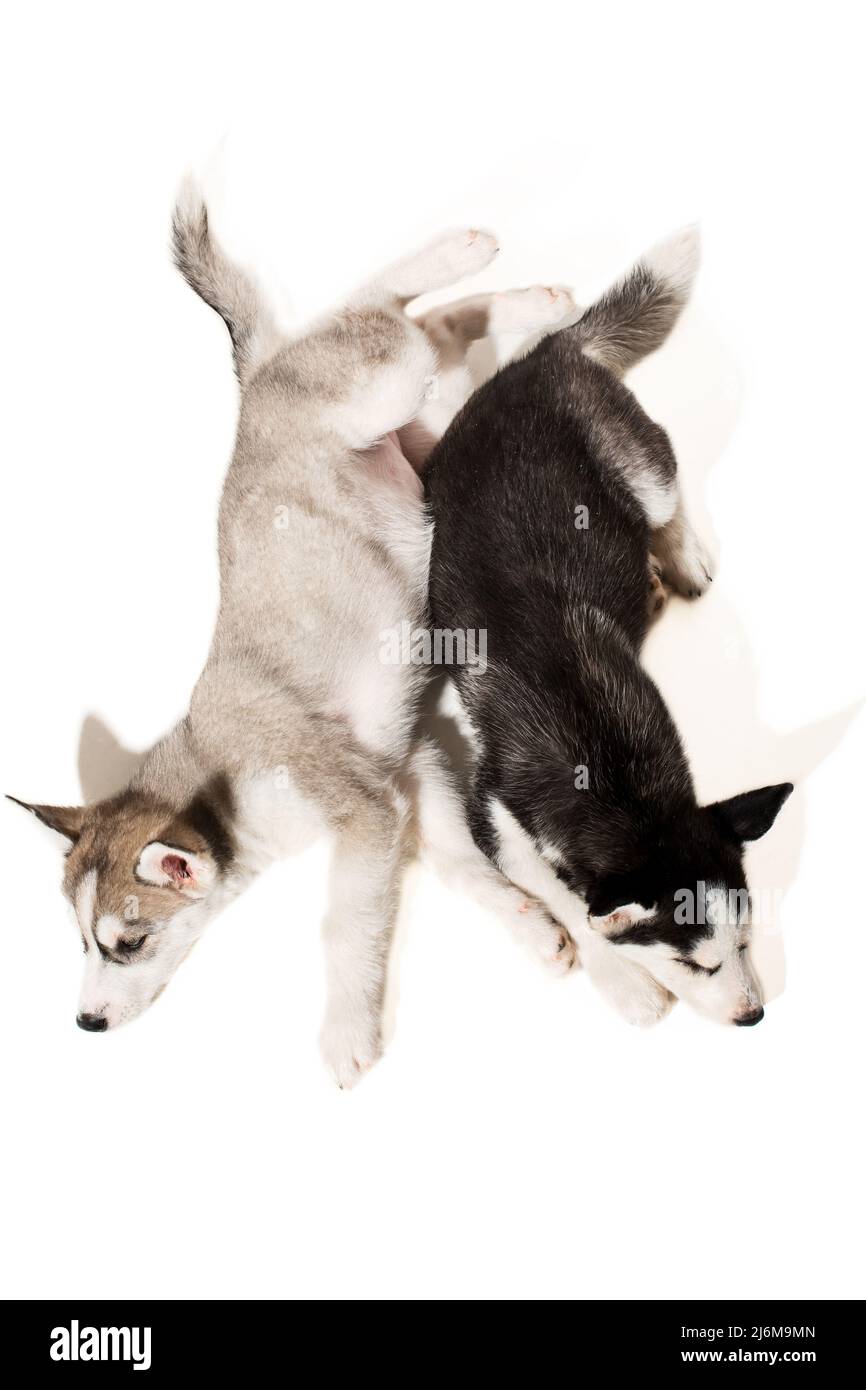 Zwei Welpen Rasse der Schlittenhunde auf weißem Hintergrund Stockfoto