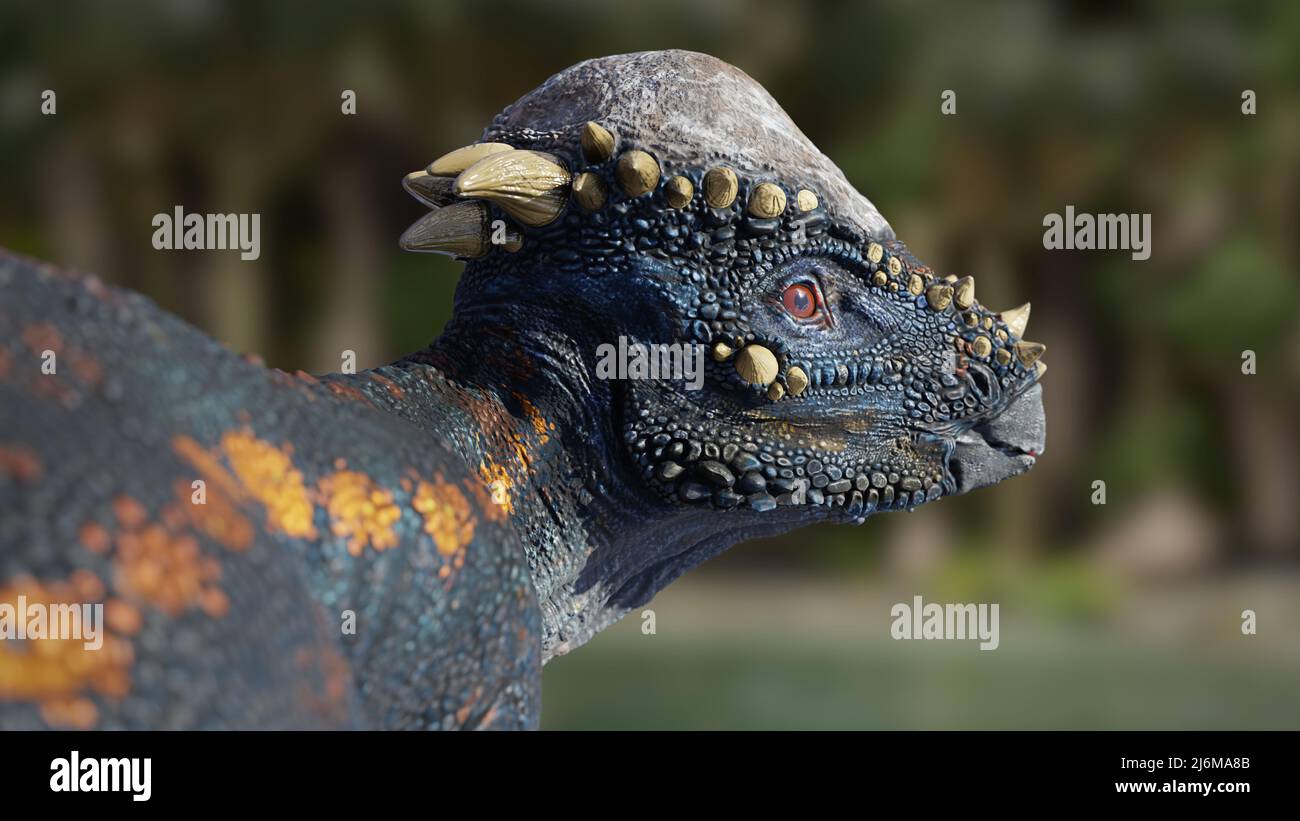 Pachycephalosaurus, Dinosaurierportrait, bipedalisches Pflanzenfresser mit einem dicken Schädeldach aus der späten Kreidezeit, 3D Paläoart Render Stockfoto