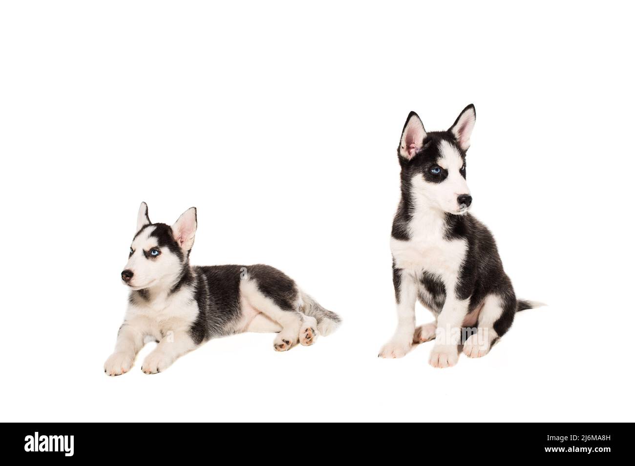 Zwei Welpen Rasse der Schlittenhunde auf weißem Hintergrund Stockfoto