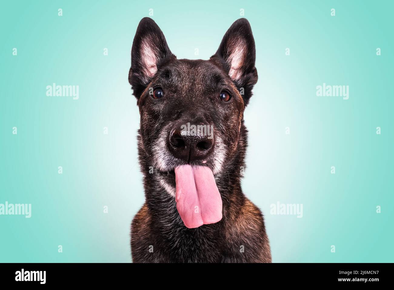 malinois lustig Porträt ragt Zunge Pastell Hintergrund lustig belgischen Schäferhund Stockfoto