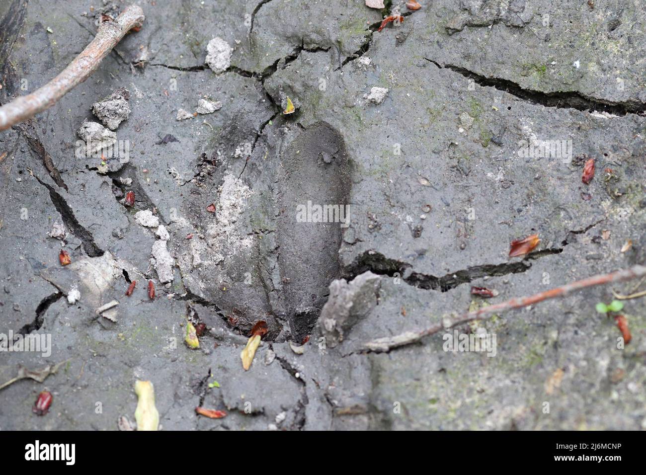 Hirschpfoten-Print im Schmutz Fußabdrücke Tier wild Stockfoto