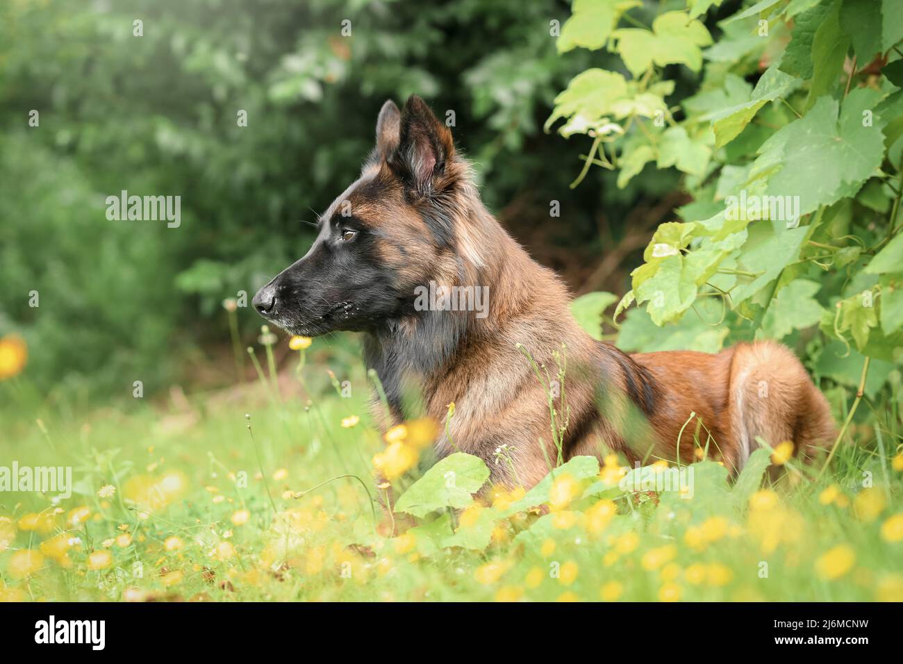 Belgischer Schäferhund Tervueren Fawn charbone Position im Gras liegend erwartet den Auftrag seines Master Arbeits- und Sicherheitshundes Stockfoto