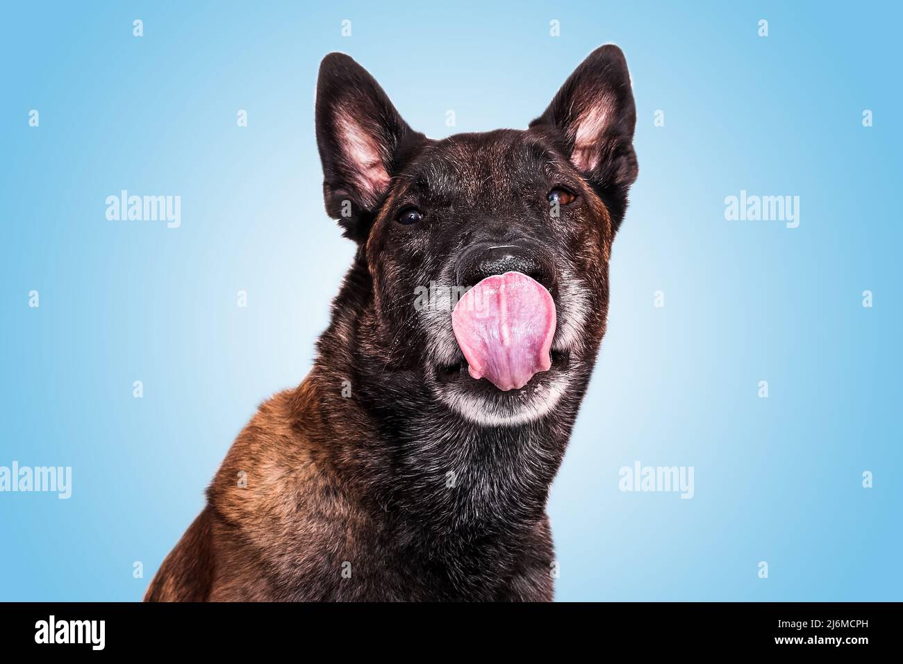 malinois belgischer Schäferhund sticht heraus Zunge leckt seine Koteletts lustiges Portrait Fond Blue Stockfoto
