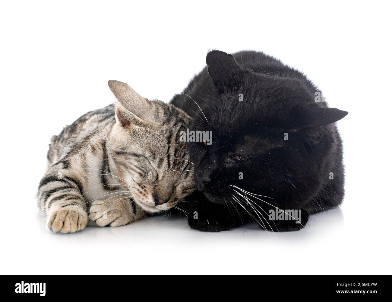 Zwei Katzen vor weißem Hintergrund Stockfoto