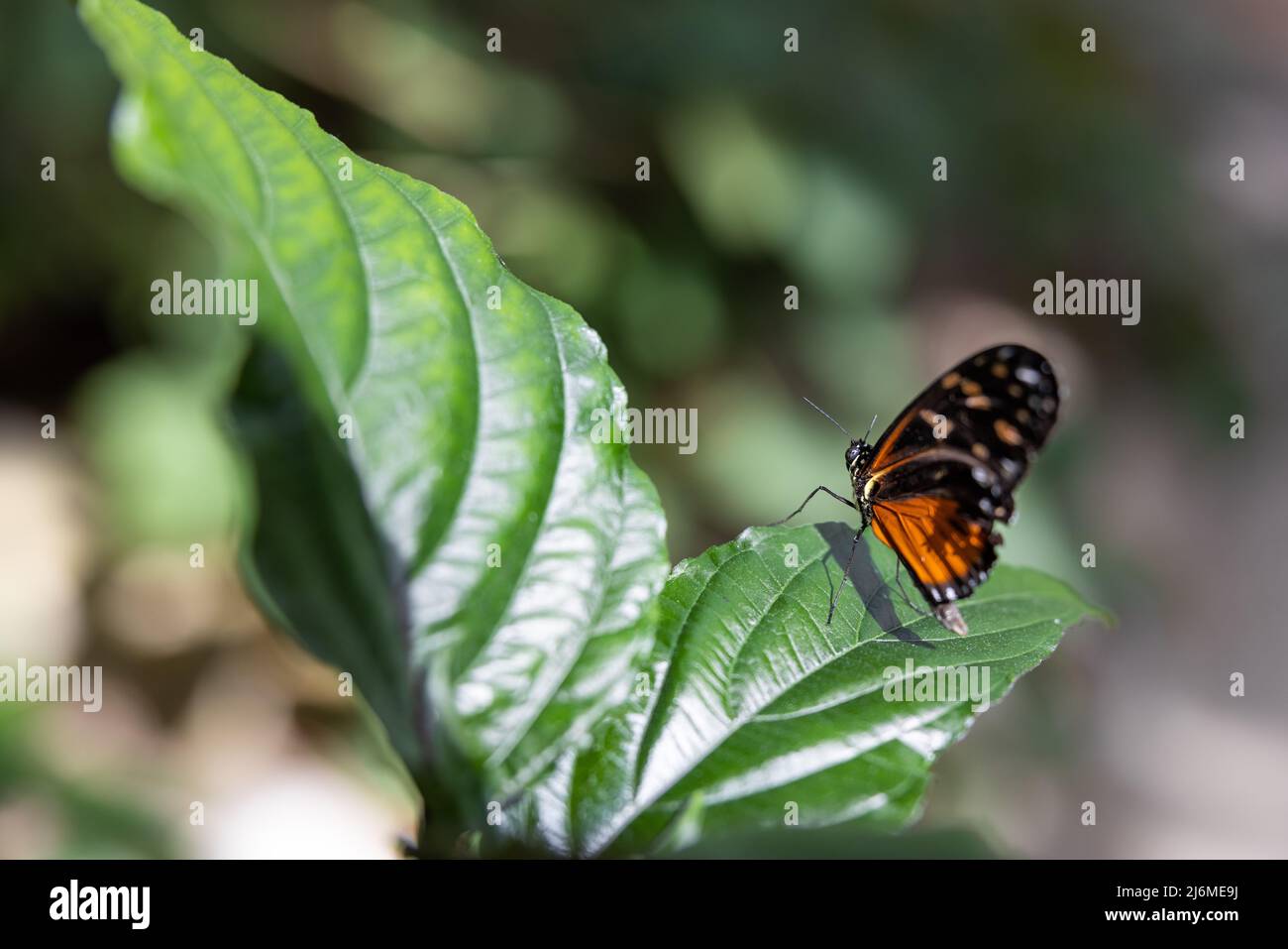 Nahaufnahme der Seite eines orange-goldenen Langflügels, der auf einem grünen Blatt vor einem Bokeh-Hintergrund thront Stockfoto