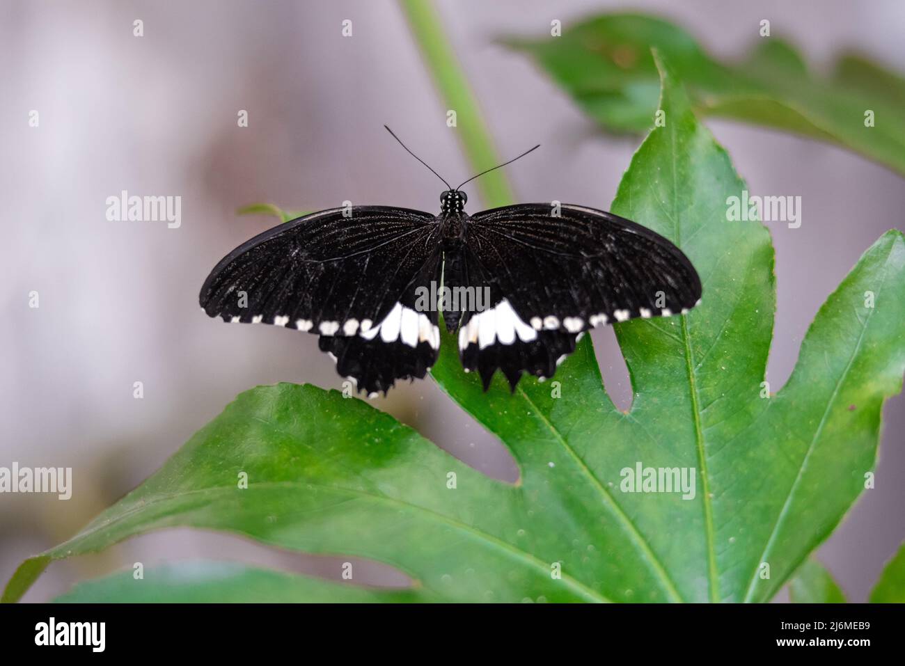 Nahaufnahme eines männlichen Gemeine Mormonenschmetterlings, der mit ausgebreiteten Flügeln auf grünen Blättern liegt Stockfoto