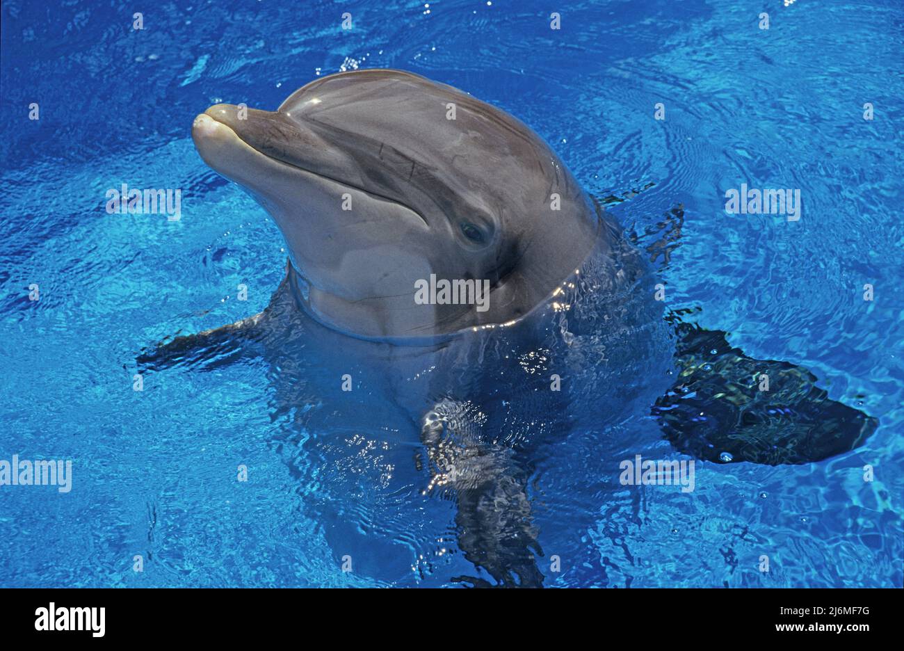 Der große Tümmler (Tursiops truncatus) in einem Delphinarium, Orlando, Florida, USA Stockfoto