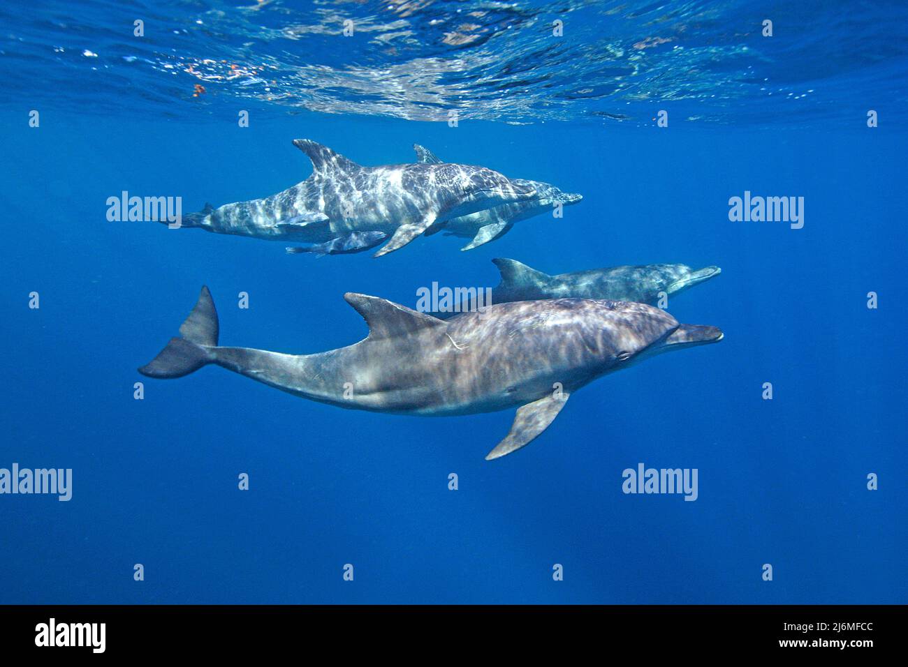 Indopazifischer Tümmler (Tursiops aduncus), im blauen Wasser, Malediven, Indischer Ozean, Asien Stockfoto