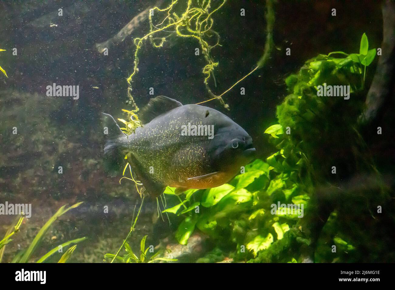 Eine südamerikanische Piranha, die unter Wasser von einigen Flusspflanzen schwimmt Stockfoto