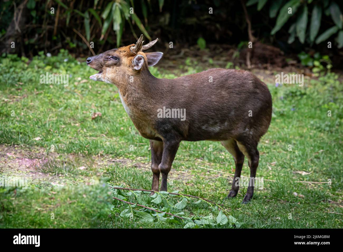 Ein kleinchinesischer Mutjnac-Hirsch, der auf einem grasbewachsenen Feld steht Stockfoto