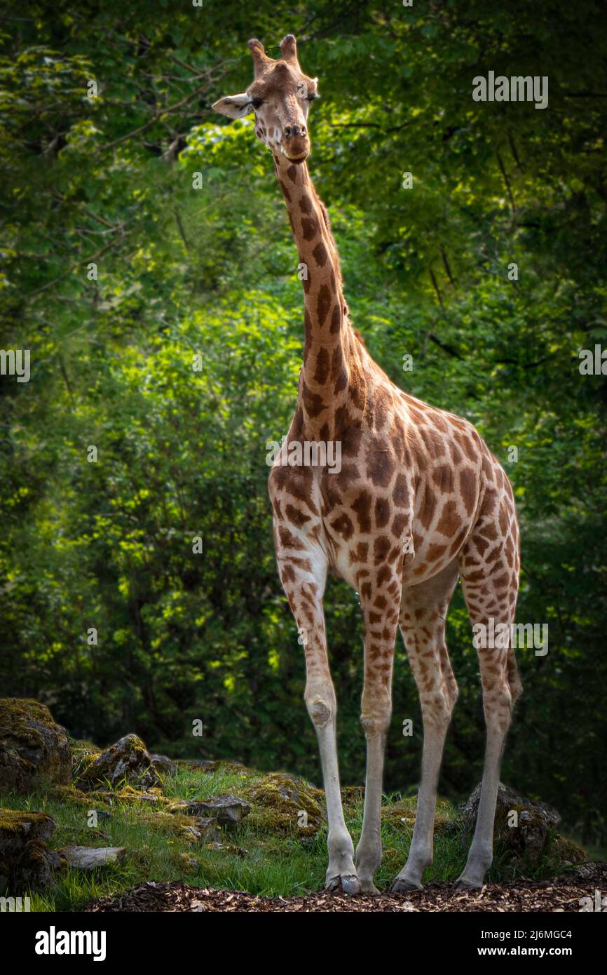 Eine große Giraffe, die im Wald steht Stockfoto