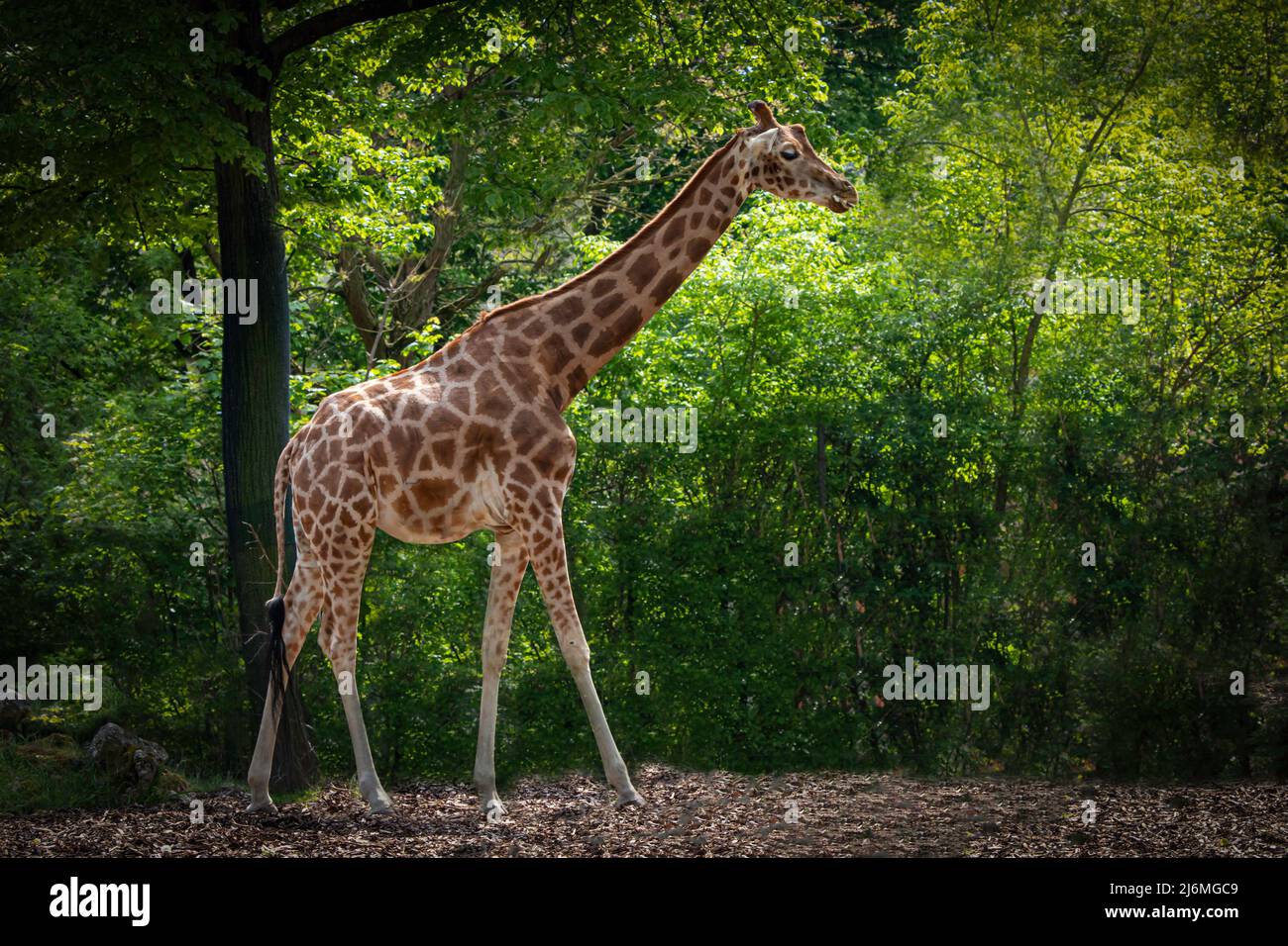 Eine große Giraffe, die im Wald herumläuft Stockfoto