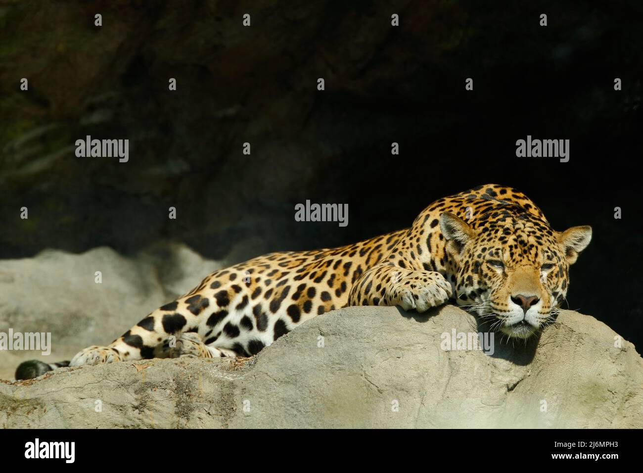 Große gefleckte Katze Sri Lanka Leopard, Panthera pardus kotiya, auf dem Stein im Felsen liegend, Yala Nationalpark, Sri Lanka Stockfoto