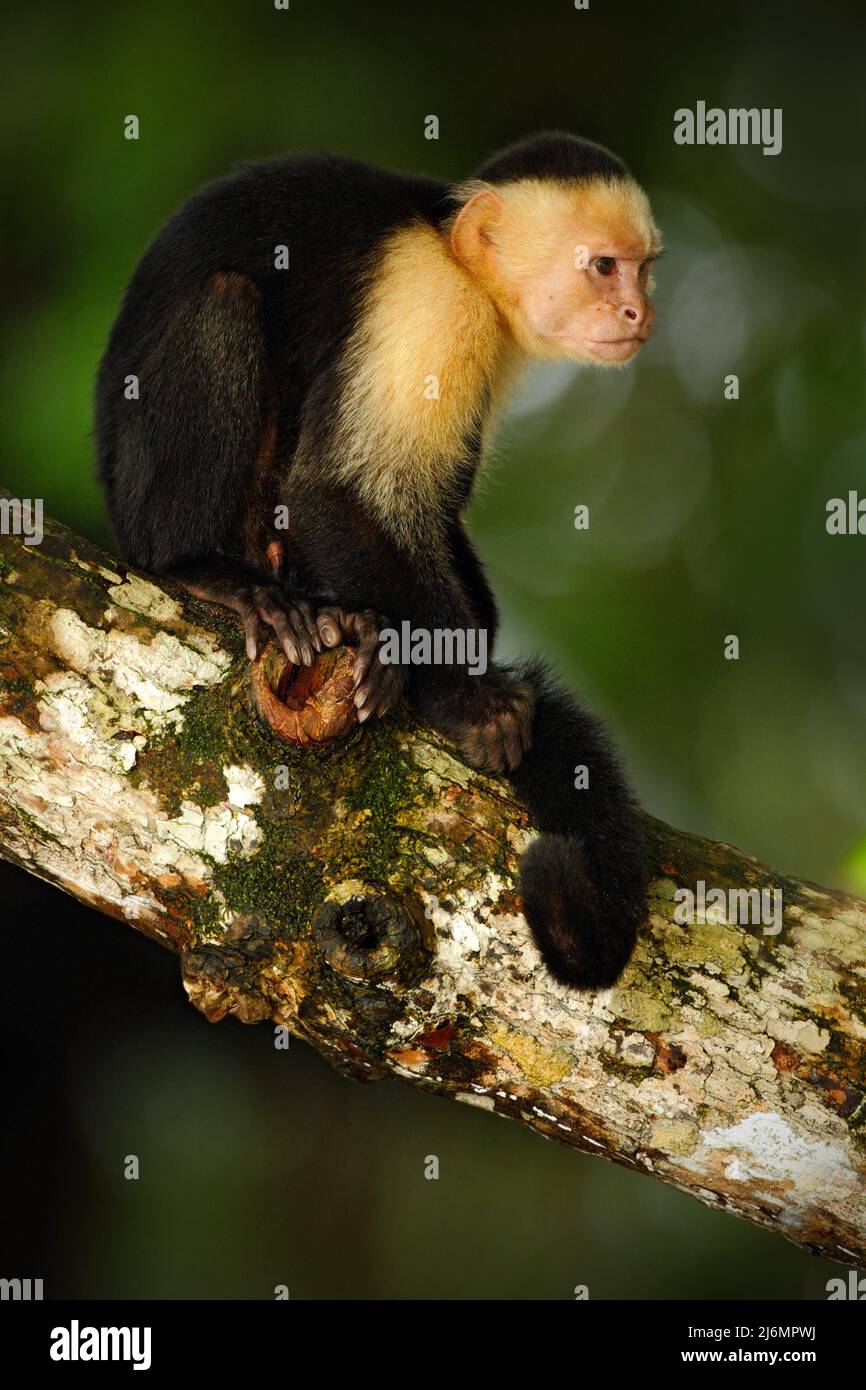 Weißer Kapuziner, Cebus capucinus, schwarzer Affe, der im dunklen Tropenwald auf dem Baumzweig sitzt, Tier im Naturlebensraum, Tierwelt von C. Stockfoto