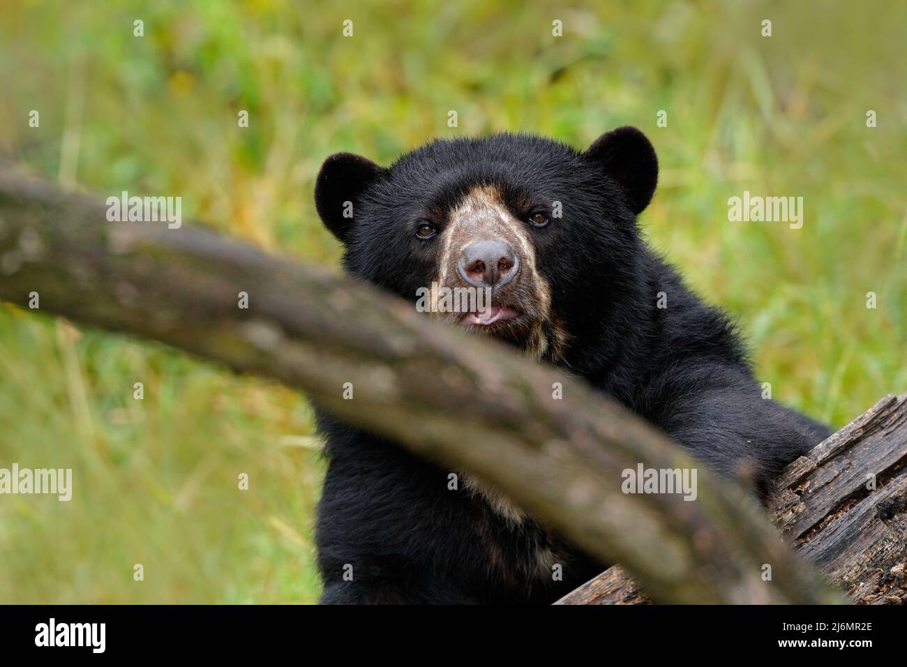 Porträt des malaiischen Sonnenbären, Helarctos malayanus, Stockfoto