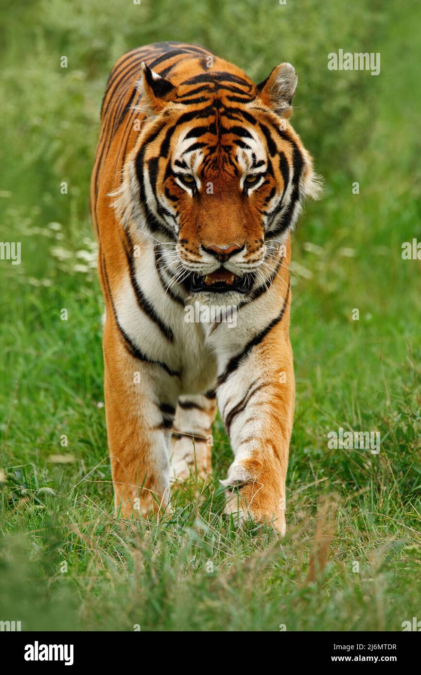 Beutetier Amur oder Sibirischer Tiger, Panthera tigris altaica, im Gras wandern Stockfoto