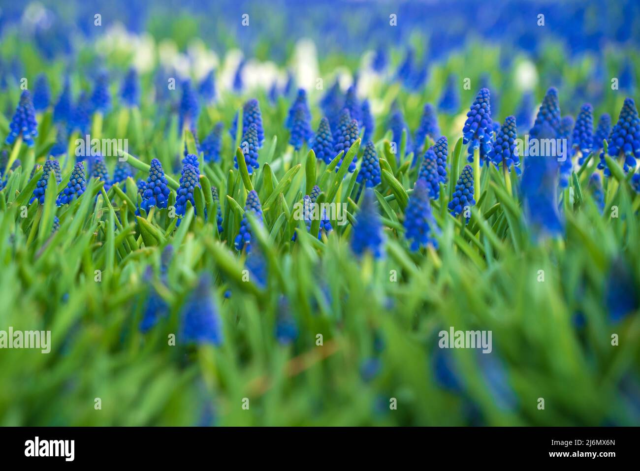 Muscari Neglectum Guss, blaue Blume. Hochwertige Fotos Stockfoto