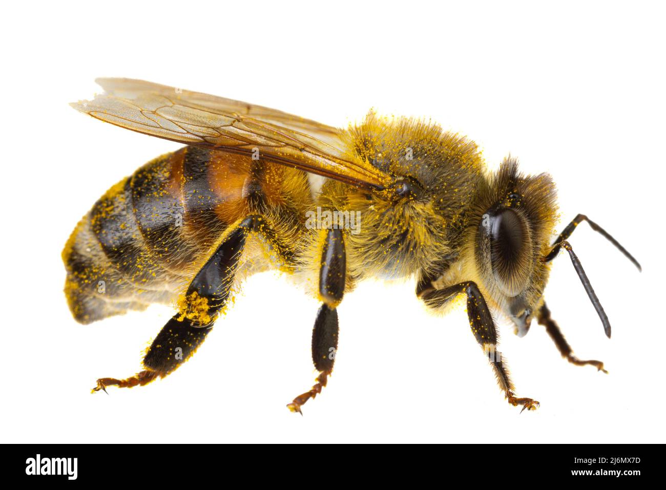 Insects of europe - Bienen: Seitenansicht Makro der europäischen Honigbiene ( APIs mellifera) isoliert auf weißem Hintergrund Abdomen Details Stockfoto