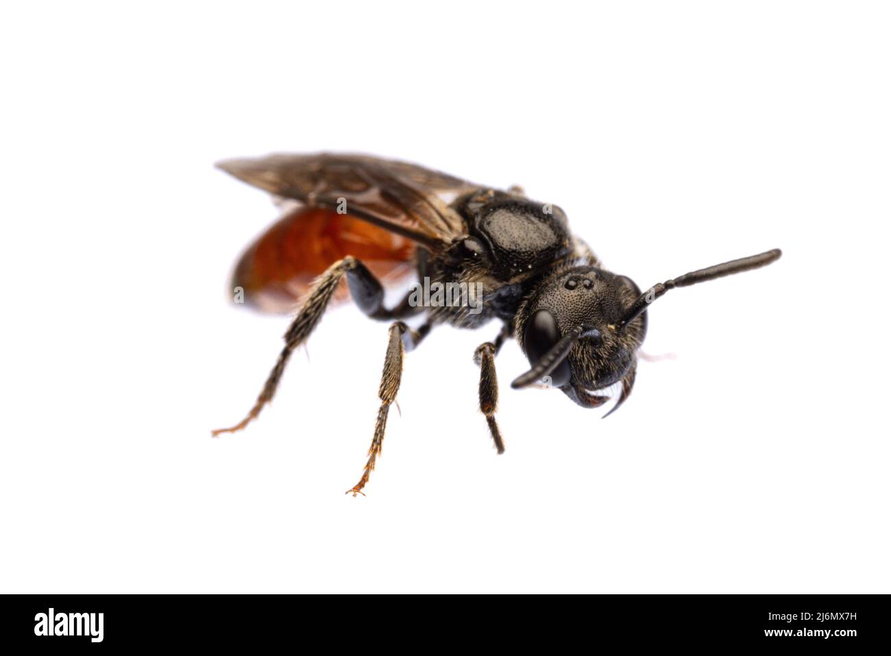 Insekten Europas - Bienen: Diagonale Frontansicht von Blutbiene Spekoden (deutsches Blutbiene) isoliert auf weißem Hintergrund Stockfoto