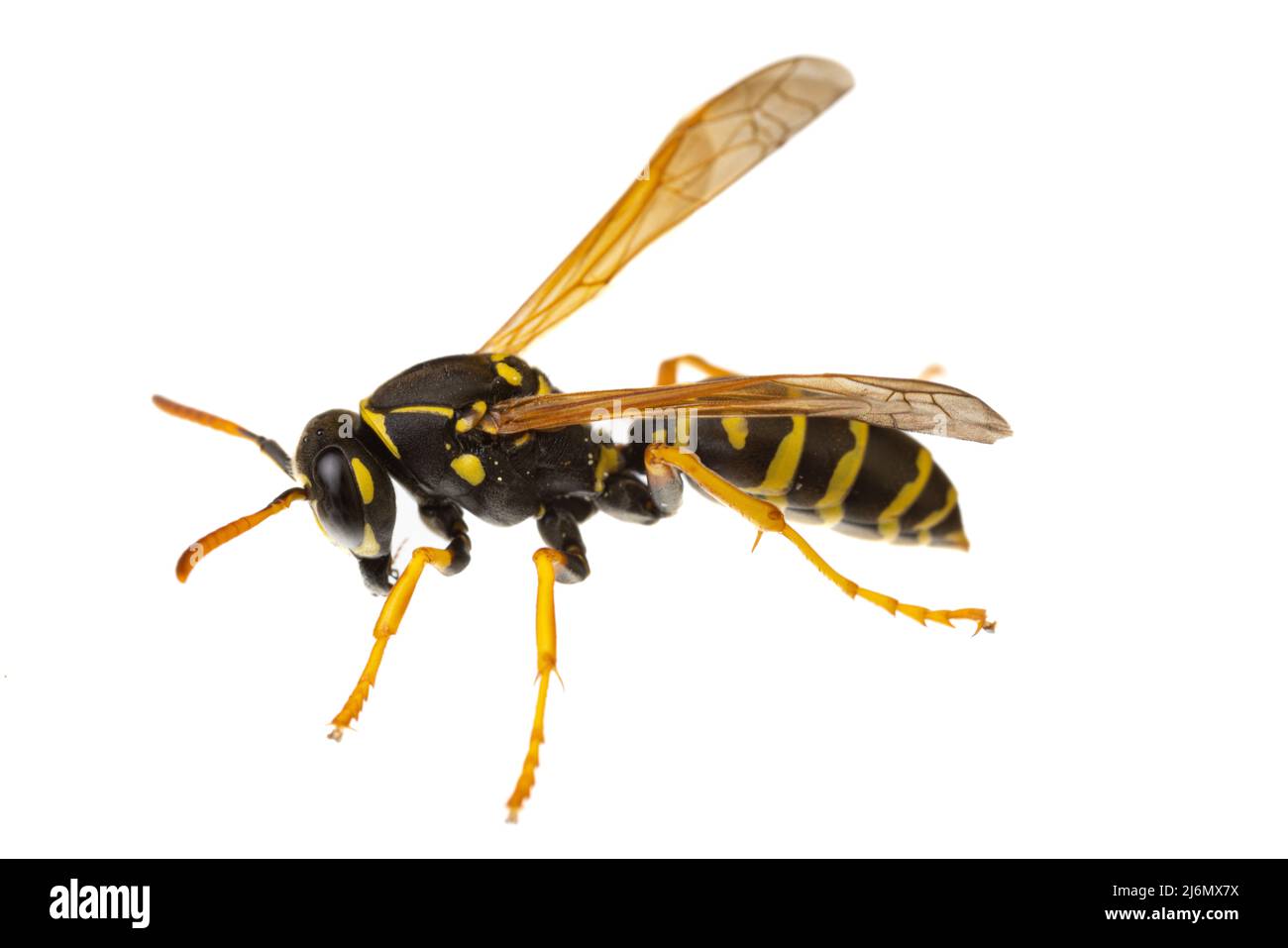 Insekten Europas - Wespen: Makro von Papierwespen ( Polistes nimpha ) isoliert auf weißem Hintergrund - Seitenansicht Stockfoto