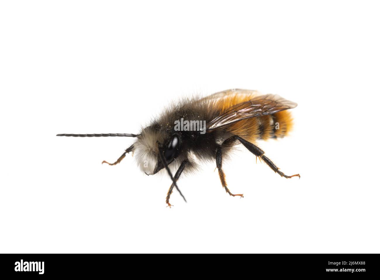 Insects of europe - Bienen: Vorderansicht der männlichen Osmia cornuta Europäische Obstbiene (deutsche Gehoerte Mauerbiene) isoliert auf weißem Hintergrund Stockfoto