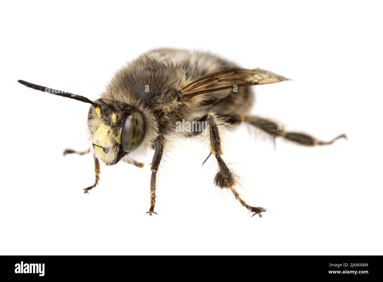 Insekten Europas - Bienen: Makro von männlichen Anthophora crinipes (Pelzbienen) isoliert auf weißem Hintergrund - Vorderansicht Stockfoto