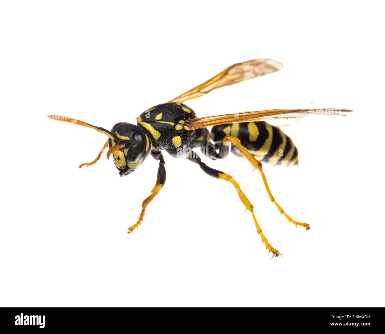 Insects of europe - Wespen: Makro der europäischen Papierwespe ( Polistes dominula) isoliert auf weißem Hintergrund - Seitenansicht Stockfoto